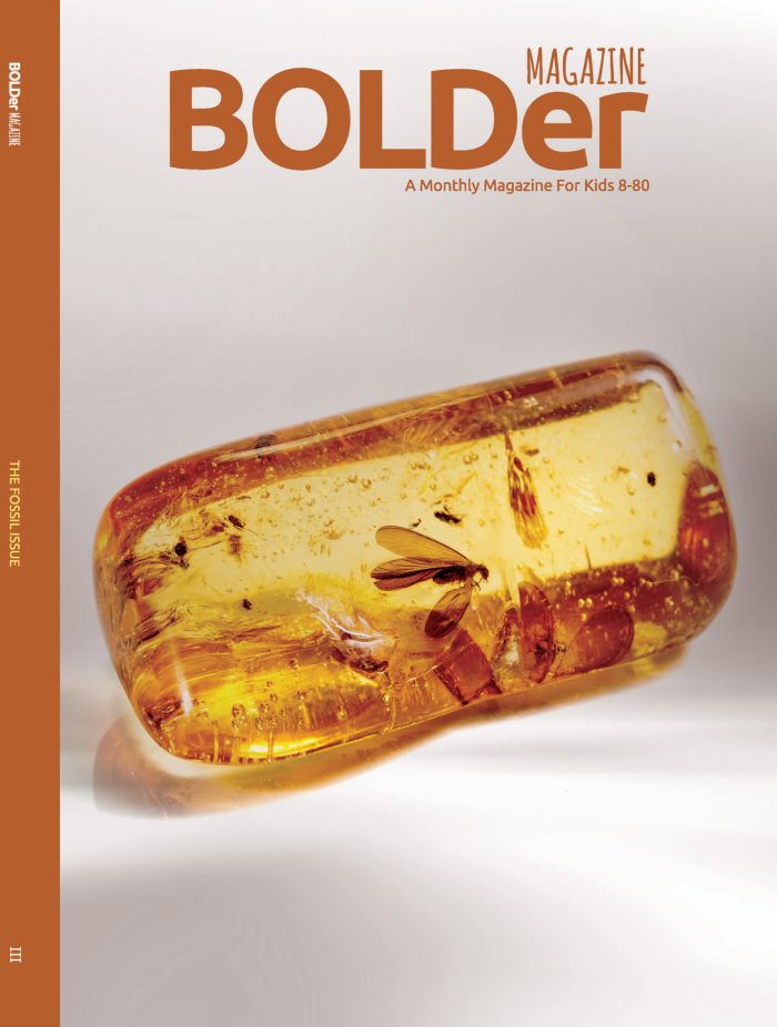 The Fossil Issue (III)