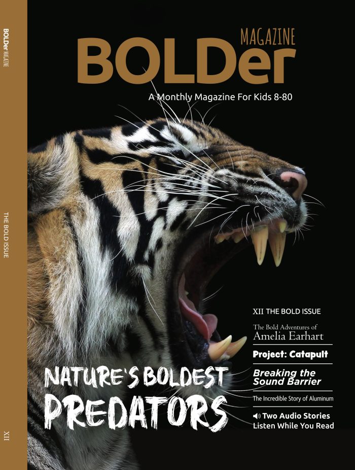 The Bold Issue (XII)